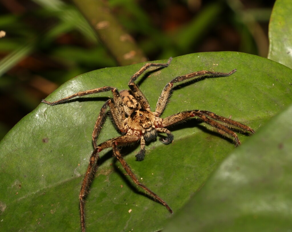 Heteropoda hillerae
