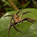 Heteropoda hillerae - Photo (c) Greg Tasney, some rights reserved (CC BY-SA), uploaded by Greg Tasney