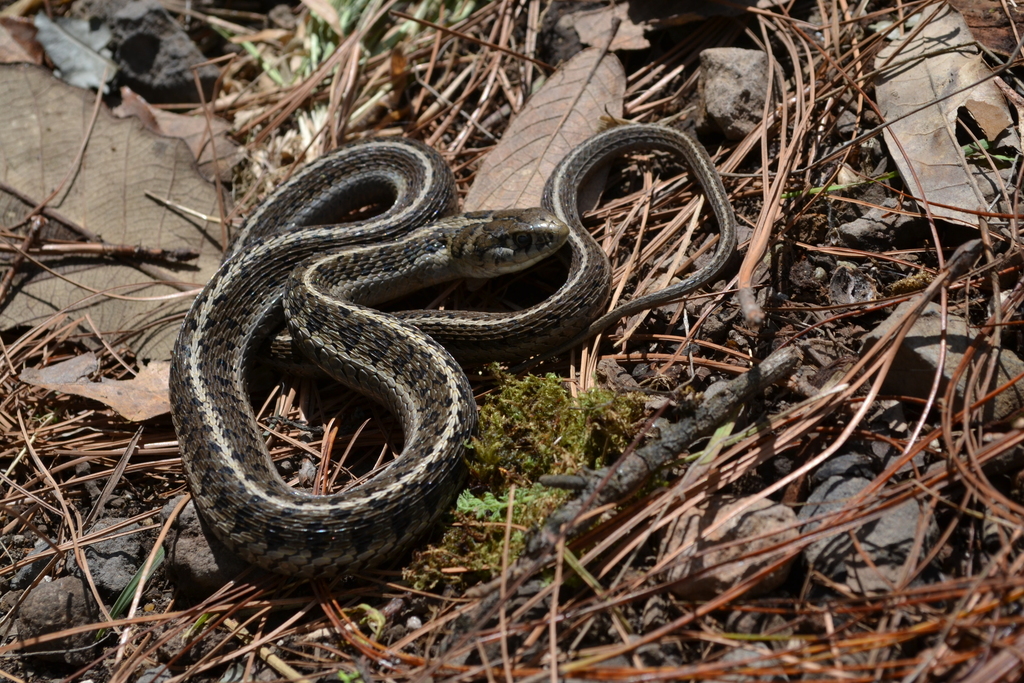 Longtail Alpine Garter Snake From Zacatlán, Pue., México On October 4, 2018 At 12:24 PM By Esaú ...