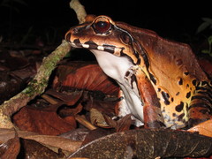 Leptodactylus pentadactylus