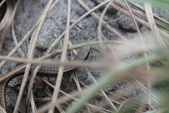 Oligosoma smithi