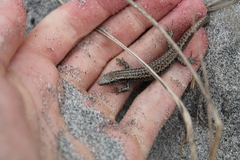 Oligosoma smithi