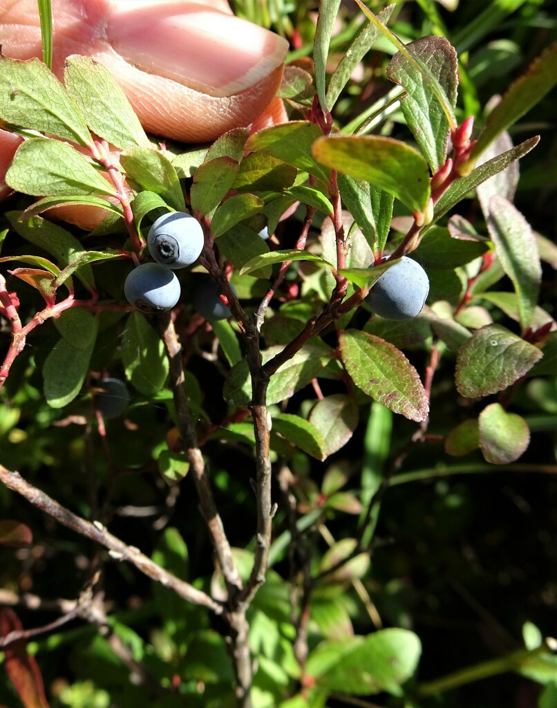 bog bilberry from Clallam County, WA, USA on September 02, 2018 at 11