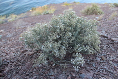 Frankenia palmeri