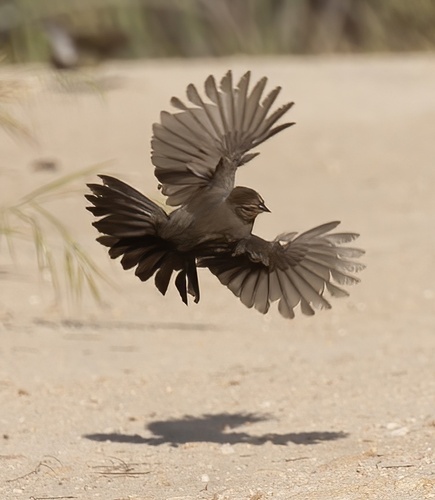 California Towhee, photo 10 of 10