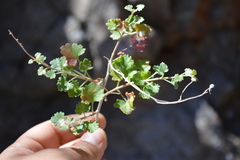 Pleurocoronis laphamioides