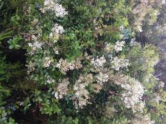 Gaultheria paniculata