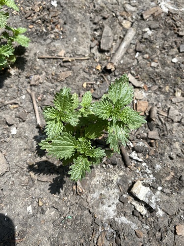 iNaturalist observation photo of Dwarf Nettle