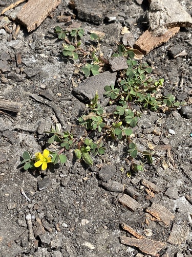 iNaturalist observation photo of Creeping Woodsorrel