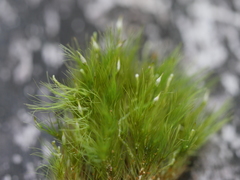 Dicranoloma menziesii