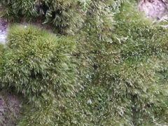 Dicranoloma menziesii