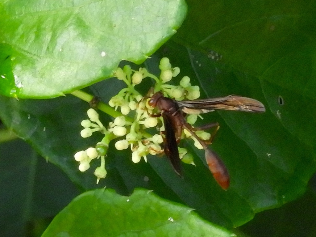 Mischocyttarus melanarius