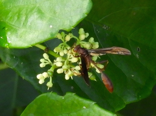 Mischocyttarus melanarius