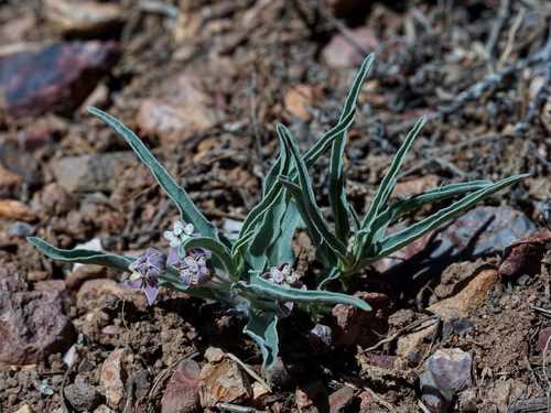 Image of Wheel milkweed by (c) Andrew Tree, some rights reserved (CC BY)