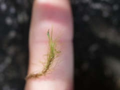 Dicranoloma menziesii