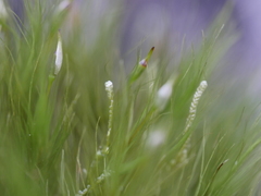 Dicranoloma menziesii