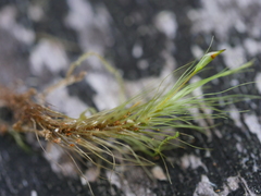 Dicranoloma menziesii