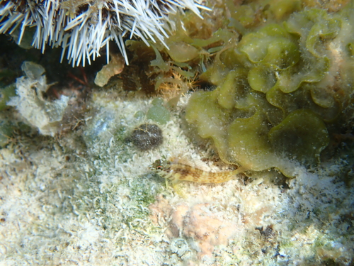 Goldline blenny (Malacoctenus aurolineatus) — Labrisomidae — 2