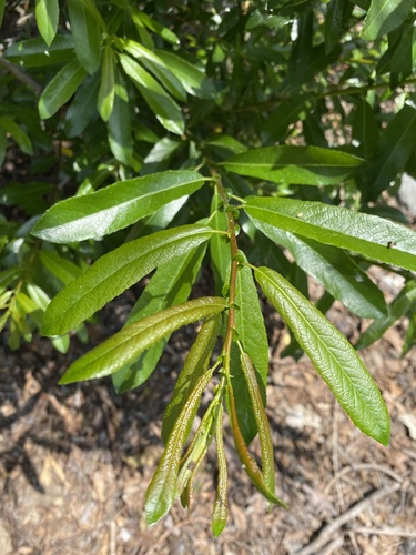 iNaturalist observation photo of Arroyo Willow