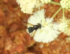 Stratiomyomorpha