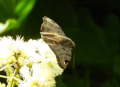 Arteurotia tractipennis