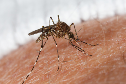 White-kneed Mosquito