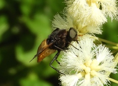 Esenbeckia