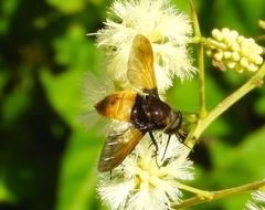 Esenbeckia
