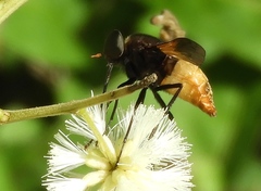 Esenbeckia