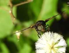 Esenbeckia