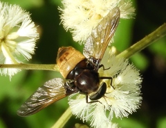 Esenbeckia