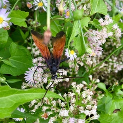 Rhynchophion flammipennis