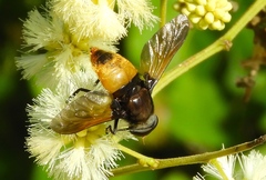 Esenbeckia
