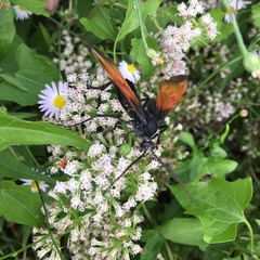 Rhynchophion flammipennis