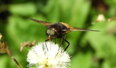 Esenbeckia