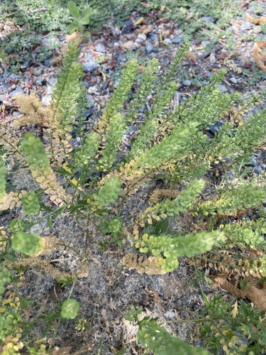iNaturalist observation photo of Pepperweeds