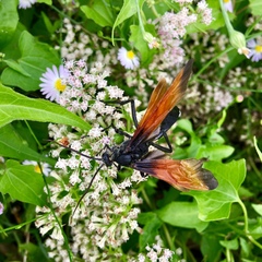 Rhynchophion flammipennis