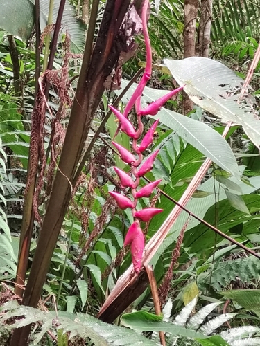 Heliconia stilesii (Heliconia stilesii)