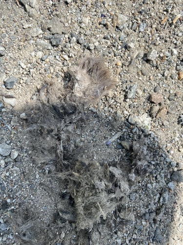 iNaturalist observation photo of Coyote