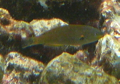 Stethojulis balteata