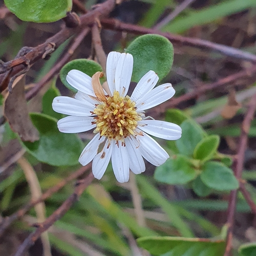 Image of Olearia tomentosa by (c) ronavery, some rights reserved (CC BY)