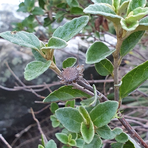 Image of Olearia tomentosa by (c) ronavery, some rights reserved (CC BY)
