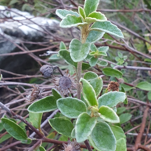 Image of Olearia tomentosa by (c) ronavery, some rights reserved (CC BY)