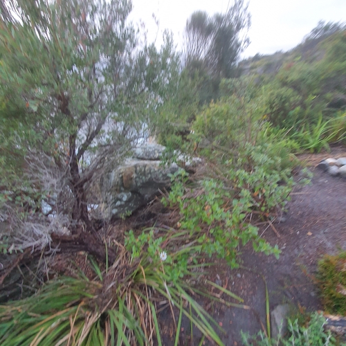 Image of Olearia tomentosa by (c) ronavery, some rights reserved (CC BY)