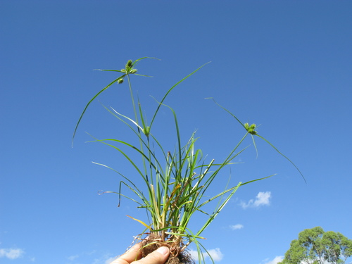 Cyperus aggregatus