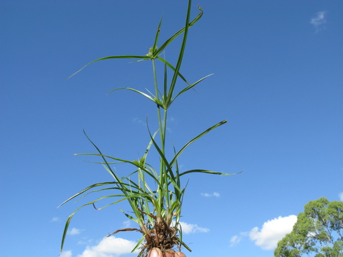 Cyperus aggregatus