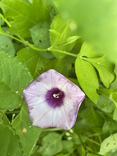 Tievine (Ipomoea cordatotriloba)