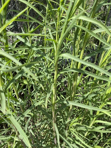 iNaturalist observation photo of Tarragon