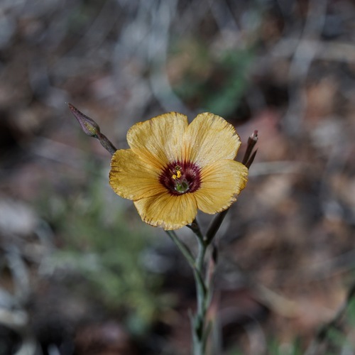 Plains flax (Linum puberulum)