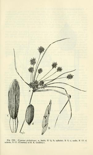 Rush-like Flatsedge